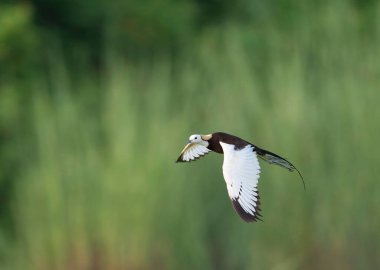  Sülün kuyruklu Jacana uçuyor.