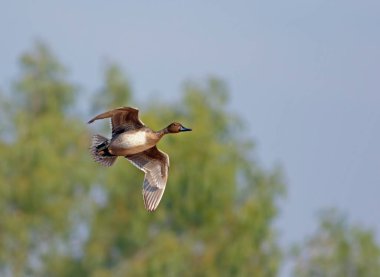 Güzel ördek gölün üzerinde uçuyor