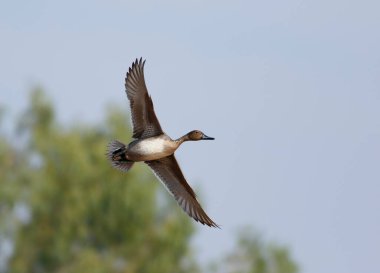 Güzel ördek gölün üzerinde uçuyor