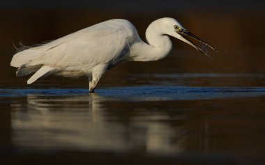 Büyük balıkçıl mı yoksa sıradan balıkçıl mı? 