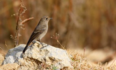 bir kayanın üzerine güzel bir kuş