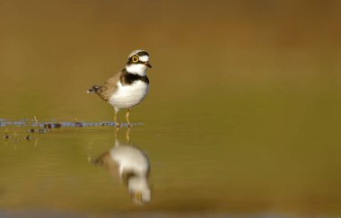 Güzel, küçük, halkalı, suya yakın bir kuş.