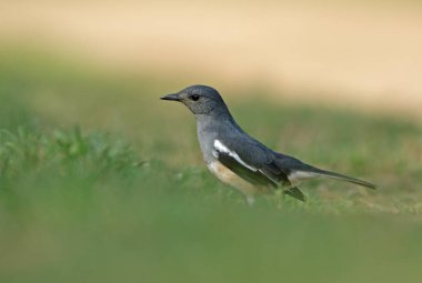Yeşil çimenlikteki kuş doğal bir yaşam alanında