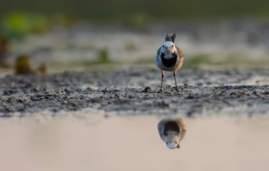 Güzel, küçük, halkalı, suya yakın bir kuş.