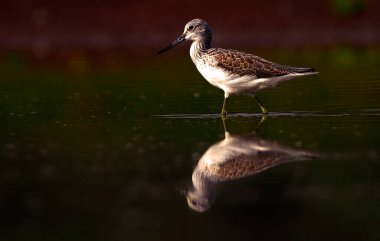 Gölette avlanırken görülmüş. 
