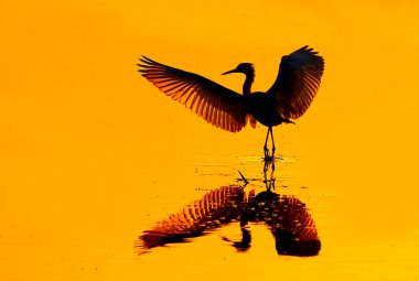 Gün batımında bir kuşun silüeti 