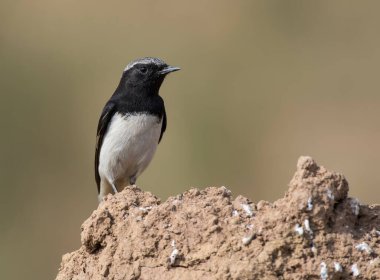 Değişken Wheatear (Oenanthe picata) bir kayanın üzerinde