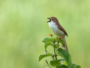 Şarkı söyleyen kuşun yakın çekimi