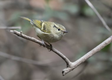 Bulanık arka planda, ağaç dalında oturan kuşun yakın plan görüntüsü