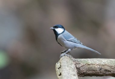 Cinereous tit (Parus cinereus)