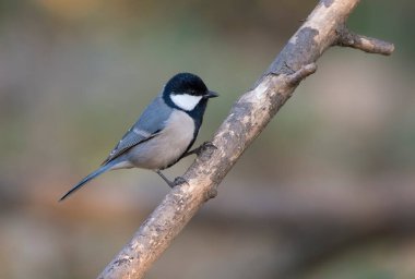 Dalda oturan bir kuşun yakın plan fotoğrafı.