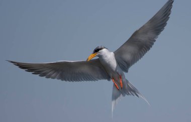 Whiskered tern (Chlidonias hybrida) flying over blue sky 