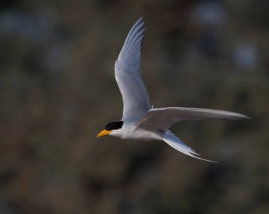 Whiskered tern (Chlidonias hybrida) flying