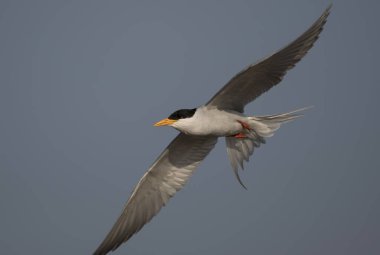 Whiskered tern (Chlidonias hybrida) flying over blue sky 
