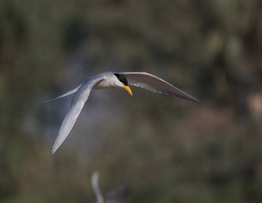 Whiskered tern (Chlidonias hybrida) flying