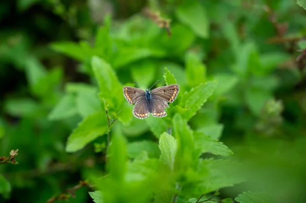 Бабочка Сидит Зеленом Растении Саду — стоковое фото