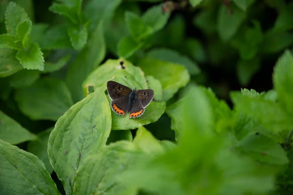 Gros Plan Beau Papillon Assis Sur Une Feuille Verte — Photo