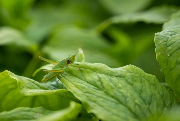 Närbild Vacker Grön Gräshoppa — Stockfoto