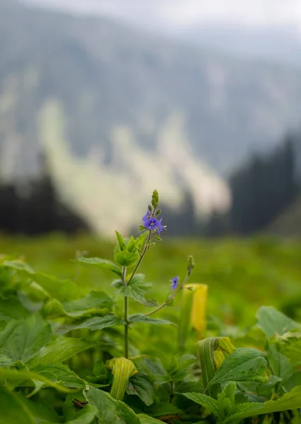 stock image beautiful wild flowers in the mountains