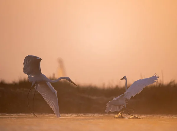 Grandes Egrets Voando Manhã Enevoada — Fotografia de Stock