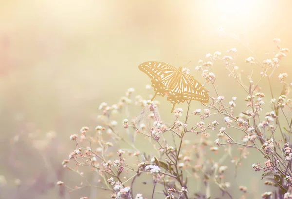 Krásný Ročník Obrázku Motýla — Stock fotografie