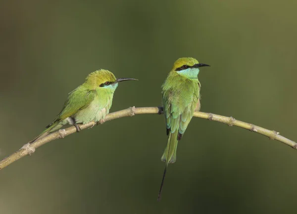 Pequenas Aves Comedoras Abelhas Verdes Habitat Natural — Fotografia de Stock