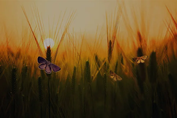 Motýli Sluch Pšenice Pozadí Pole — Stock fotografie