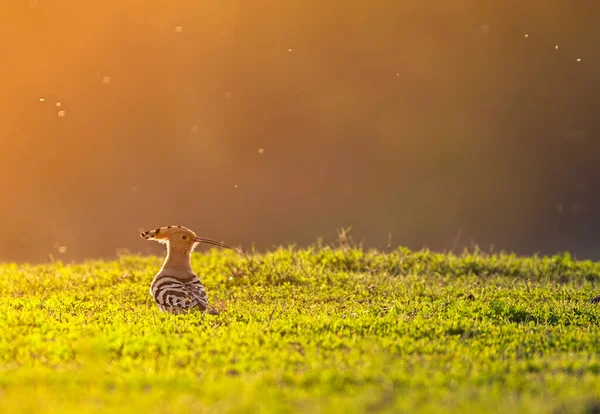 Beautiful Hoopoe Bird Perch Morning Light — Stock Photo, Image