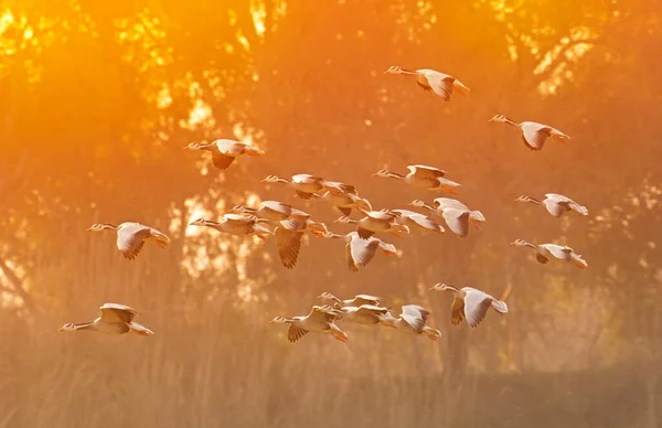 Barheaded geese flying in the sky at sunset