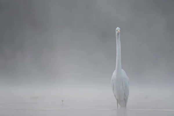 Der Silberreiher Oder Silberreiher Nebel — Stockfoto