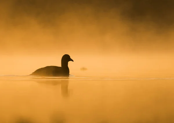 Зеленая Птица Озере — стоковое фото
