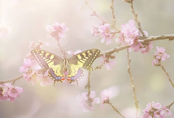 Papilio Mačeta Kvetoucím Stromě — Stock fotografie