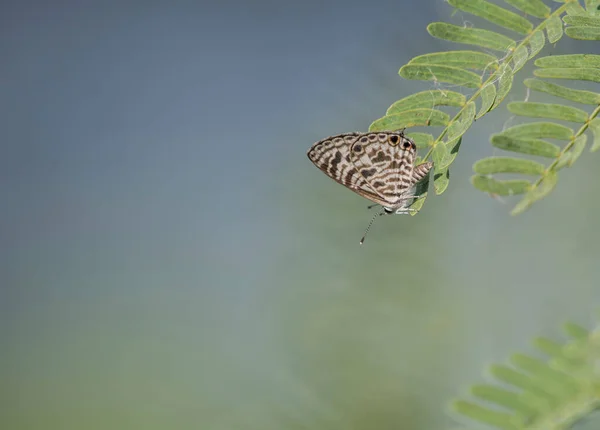 Hermosa Mariposa Sobre Planta Verde —  Fotos de Stock