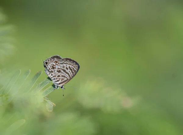 緑の植物の美しい蝶 — ストック写真