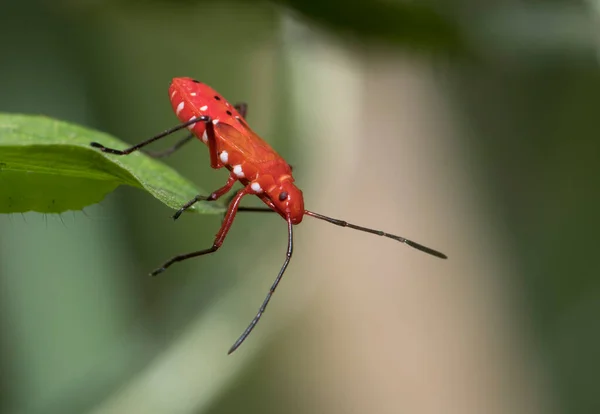 Close Bug Wild Nature — стоковое фото