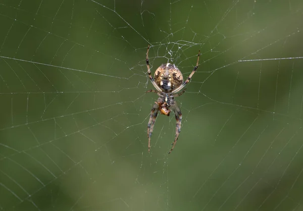 在网上接近一只蜘蛛 — 图库照片