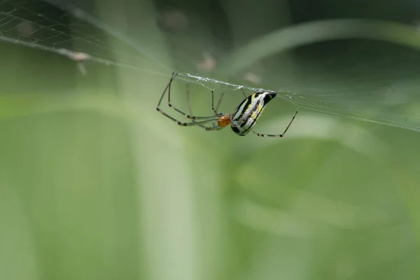 Primer Plano Una Araña Web — Foto de Stock