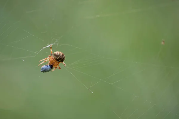 Lähikuva Hämähäkki Webissä — kuvapankkivalokuva
