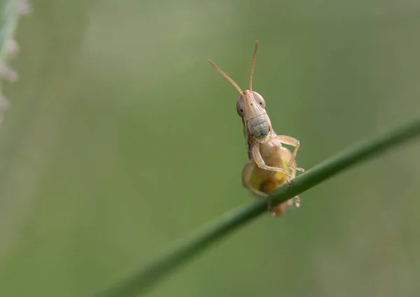 Closeup View Grasshopper Nature — Stok fotoğraf