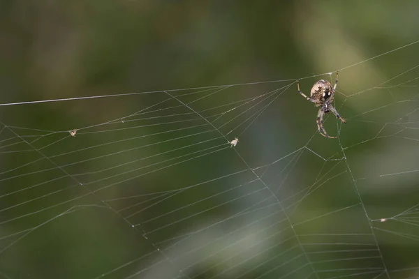 Ağdaki Örümceğe Yaklaş — Stok fotoğraf