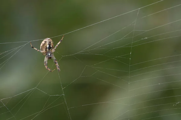 Ağdaki Örümceğe Yaklaş — Stok fotoğraf