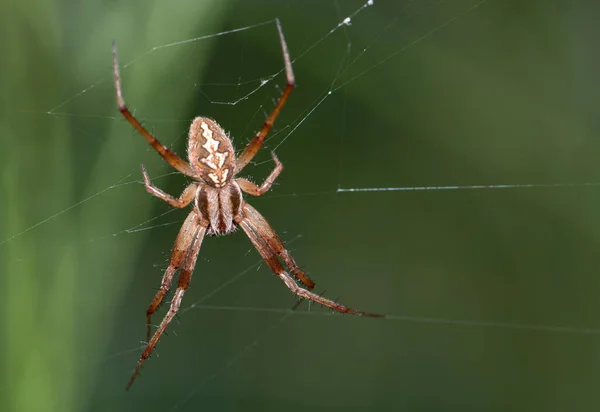 Primer Plano Una Araña Web — Foto de Stock