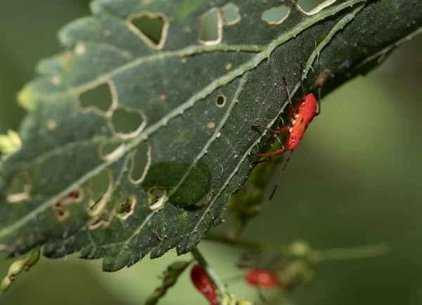 close up shot of a red beetles on a damaged leaf