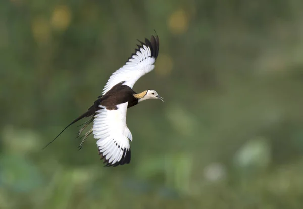 Pheasant Tailed Jacana Flying — Stock Photo, Image