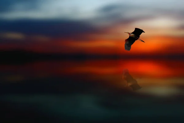 Silueta Una Gaviota Volando Sobre Mar Puesta Del Sol — Foto de Stock