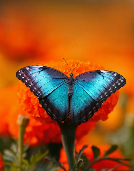 美丽的蓝色蝴蝶坐在花朵上 — 图库照片