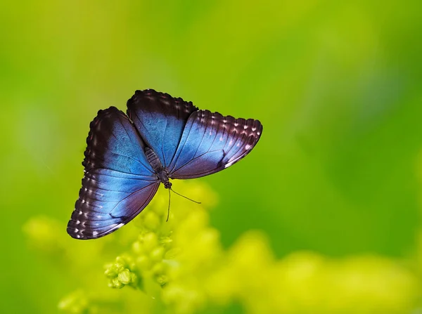 美丽的蓝色蝴蝶的特写 — 图库照片