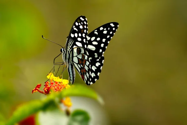 Bir Çiçeğin Üzerindeki Kelebeğe Yaklaş — Stok fotoğraf