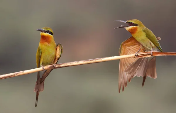 Blue Cheeked Bee Eaters Close — Stockfoto