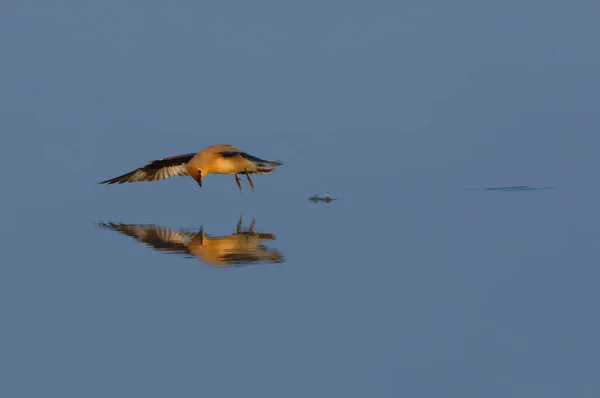Schöner Vogel Fliegt Über Das Wasser — Stockfoto